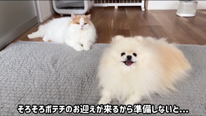 傍に寄って横になる犬と猫