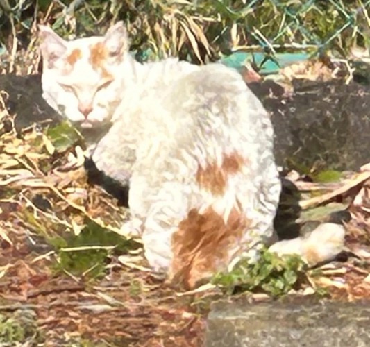 野良猫時代のこめちちゃん