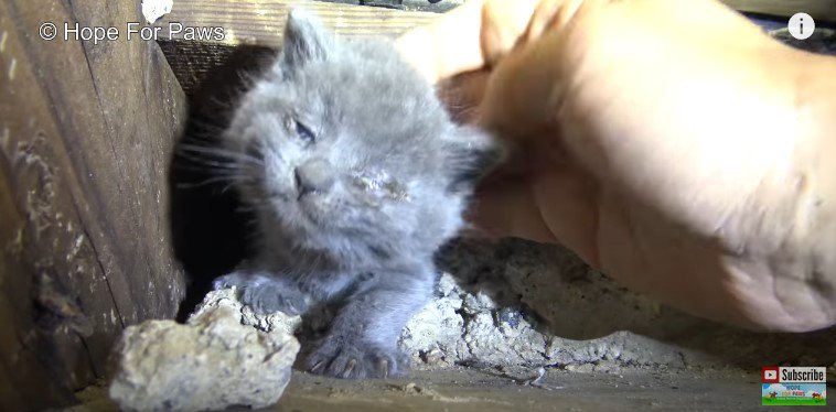 首の後ろをつかまれる子猫