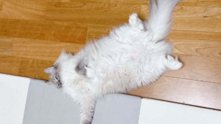 室内にいる猫