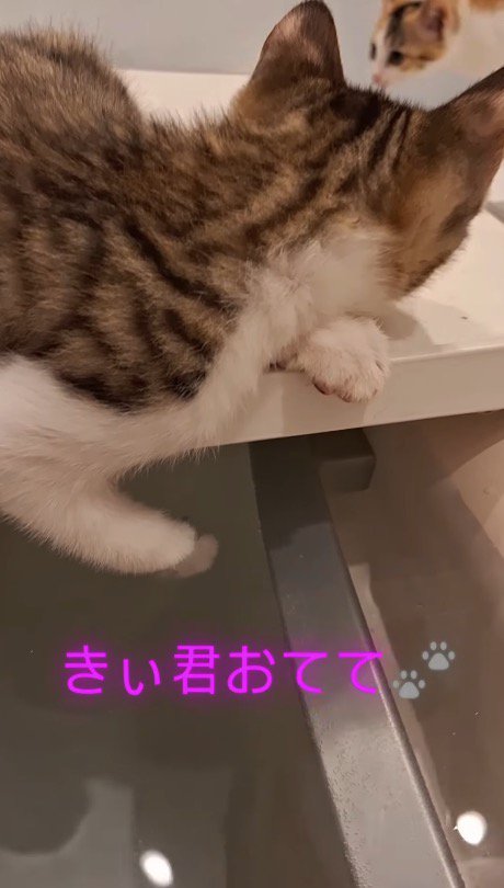 近くにやってきた猫を見つめる子猫
