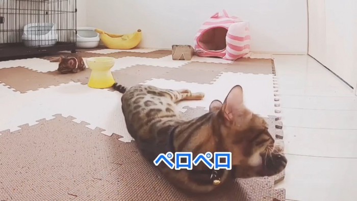 毛づくろいをする猫