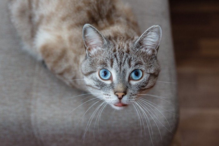 こちらを見て鳴く猫