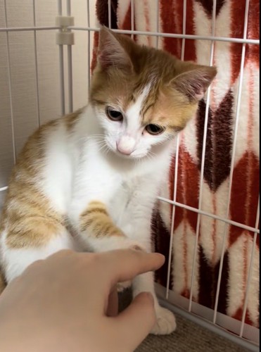 ケージ内で座る茶白猫が差し出された手を見ながら前足を出している