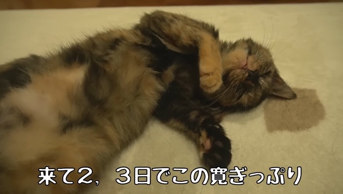 へそ天