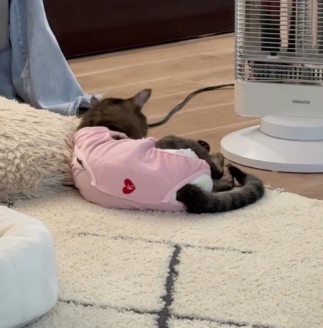 ストーブの前で毛繕いをする猫