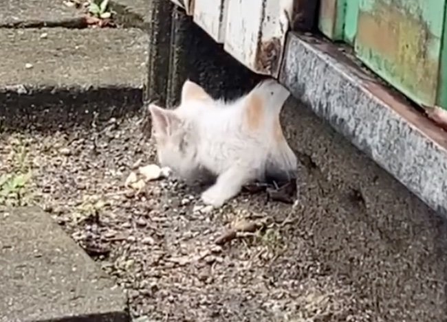 ご飯を食べる子猫