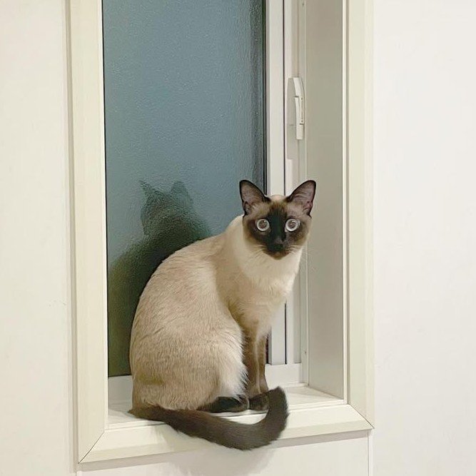 窓際に座る猫