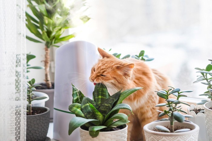 観葉植物をかじる猫