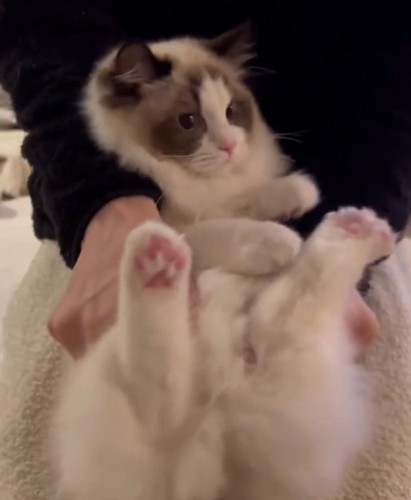 抱っこされる猫