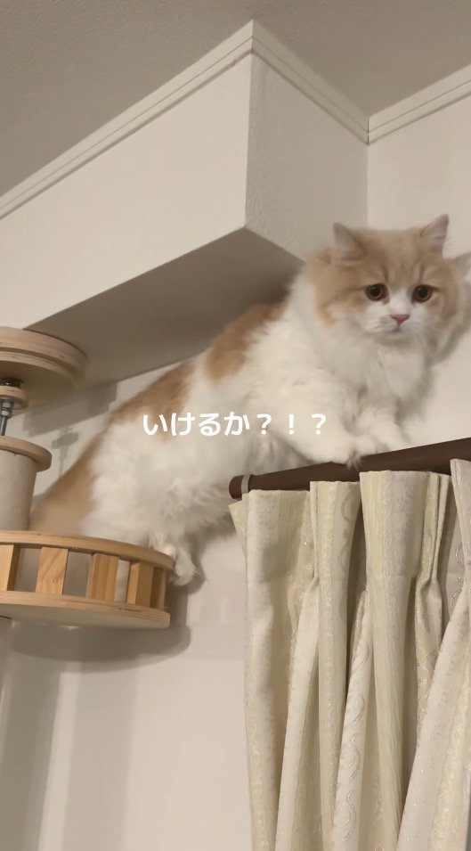 後ろ足を両方キャットタワーに乗せた猫