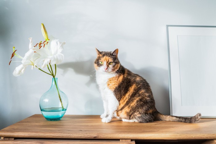 猫とユリの花