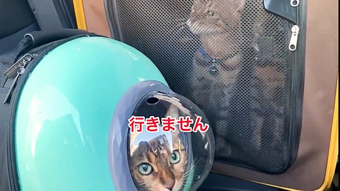 不満そうな猫