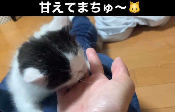 上から見た子猫