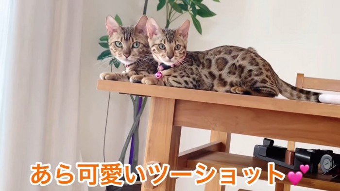 並んで座る猫の親子