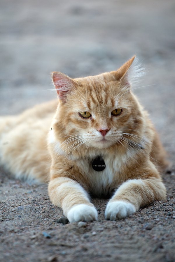 姓名判断のため名札の付いた首輪をした猫