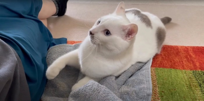 お座りするハクちゃん