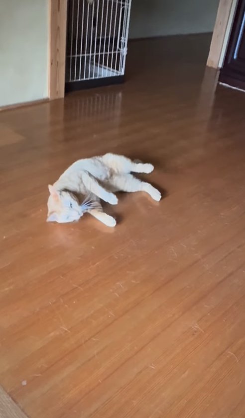 フローリングの上で横になる猫