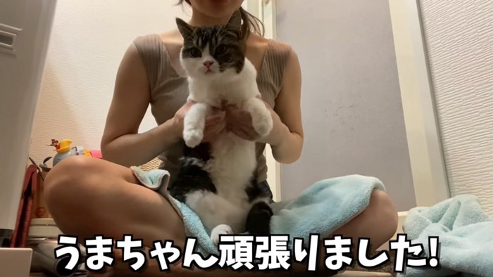 抱っこされてカメラの方を見る猫