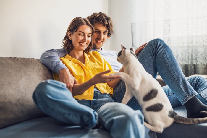 家族の一員な猫