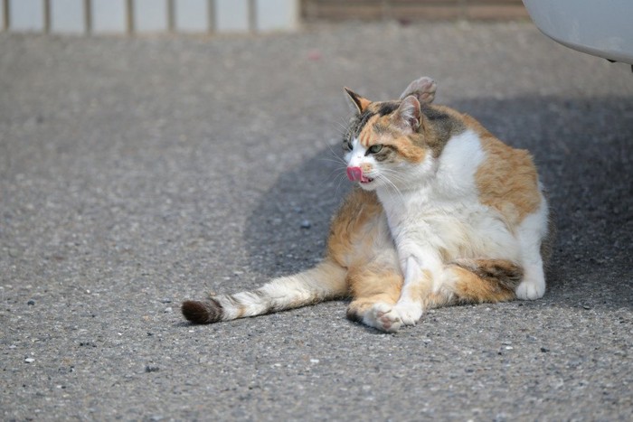 毛づくろいをする三毛猫