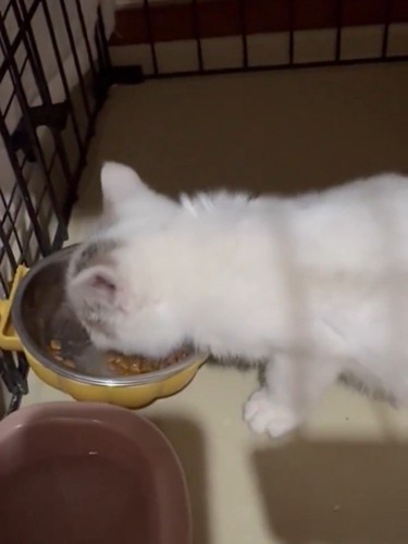 ごはんを食べる子猫