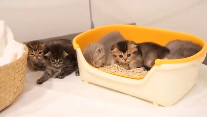 トイレでくつろぐ子猫
