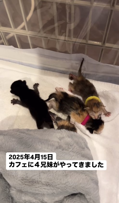 タオルの上で寝転がっている4匹の子猫