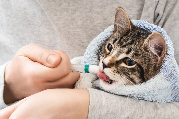 シリンジで液体を飲む猫