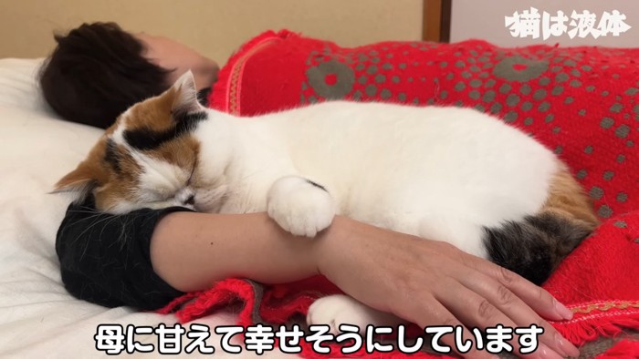 人の腕枕で寝る猫