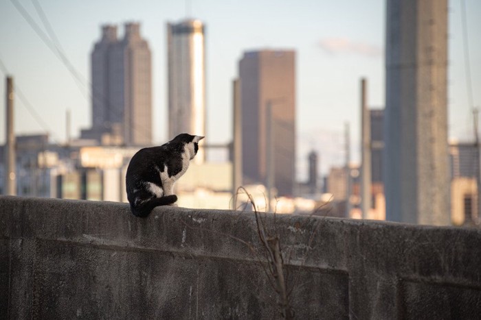 大都会の猫