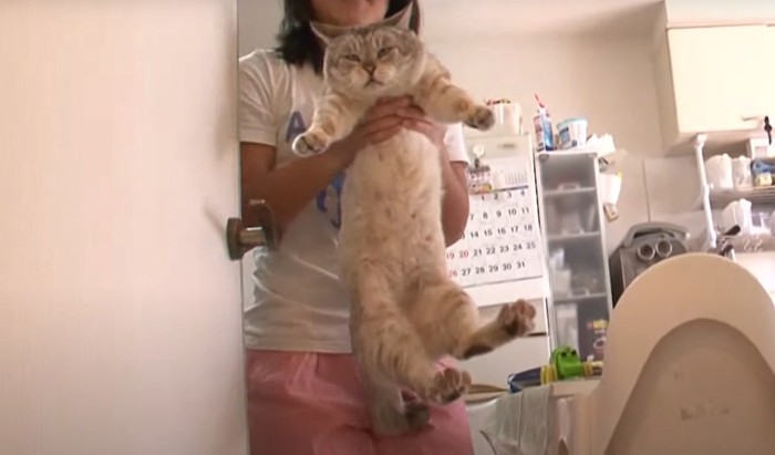 抱きかかえられる猫