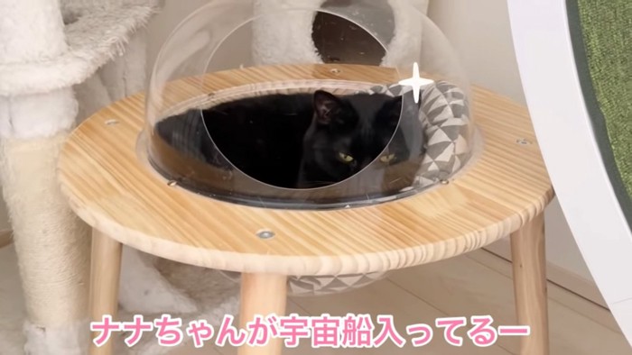 宇宙船に入る猫