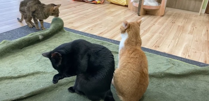 2匹の猫