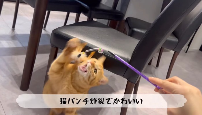 猫パンチ炸裂