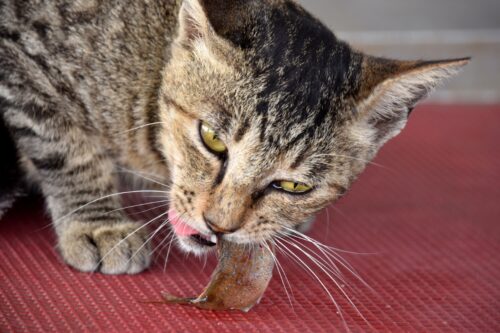 魚をかじっている猫
