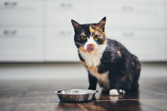 餌を食べる猫