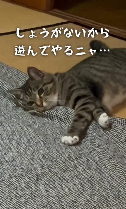 寝転がって遊んでいる猫