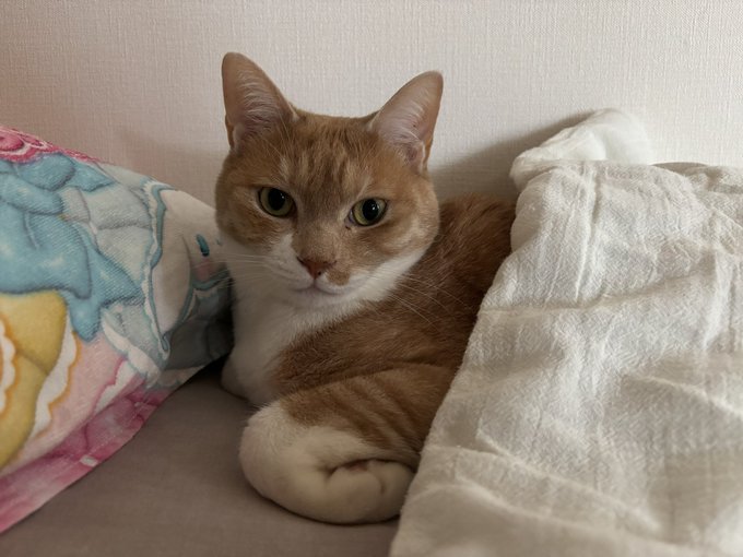 背中に布団をかけた茶白猫