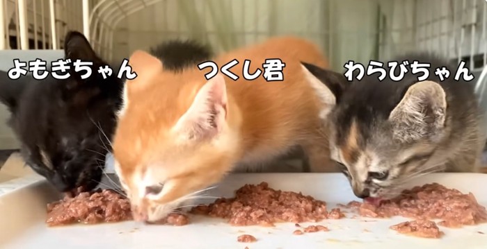 ご飯を食べている3匹の子猫