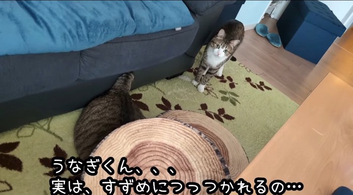 見上げる猫