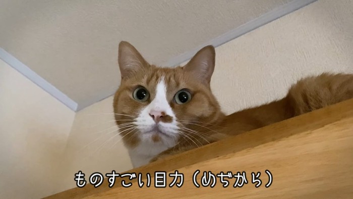 目を丸くしている猫