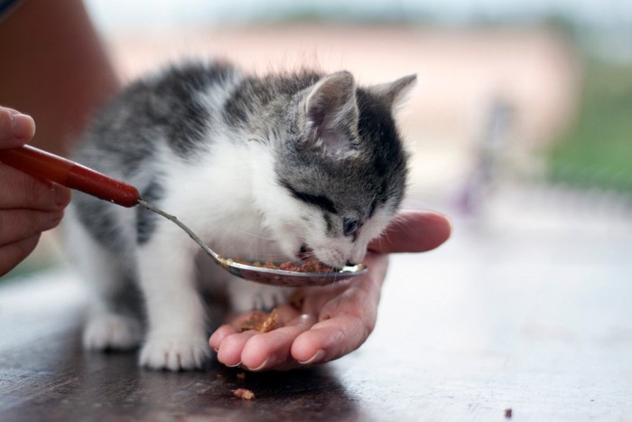 ご飯を食べる子猫