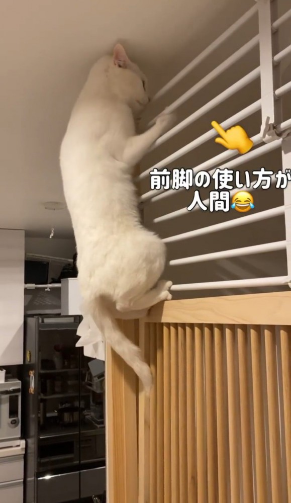 突っ張り棚を下から掴む猫