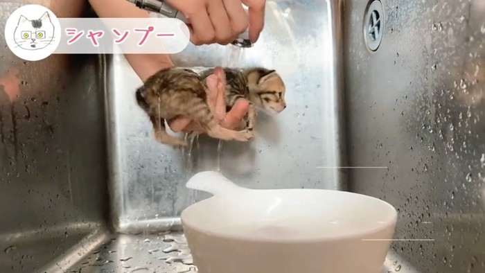 シャンプーする子猫