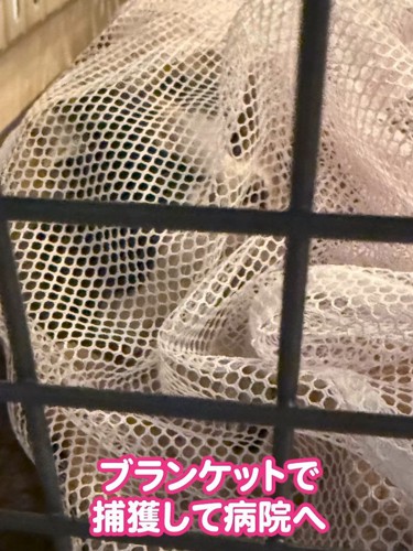 洗濯ネットの中にいる猫