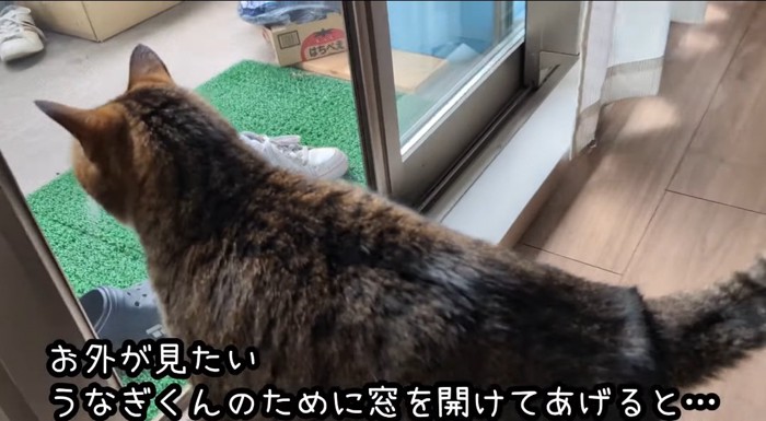 外を見る猫