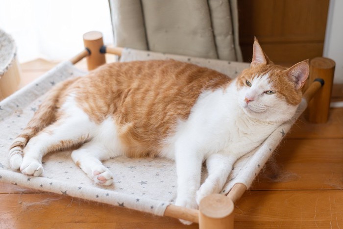 床置きのハンモックに乗る猫