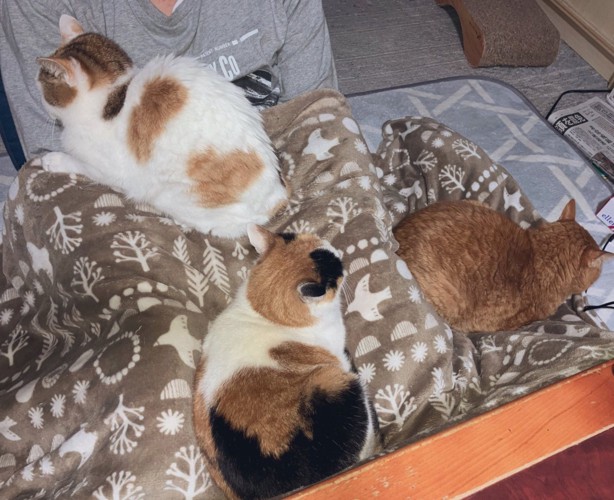 集まる3匹の猫