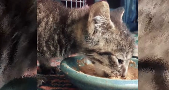 餌を食べる子猫